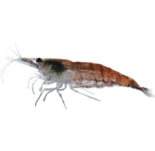 Garnele Fire Zwerggarnele - Neocaridina heteropoda