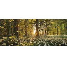 Waldlichtung mit blühendem Bärlauch im Sonnenlicht