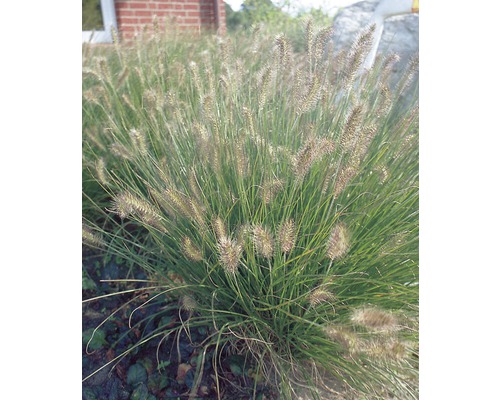 Lampenputzergras FloraSelf Pennisetum alopecuroides 'Hameln' H 5-60 cm Co 3 L Grasnelke im Garten