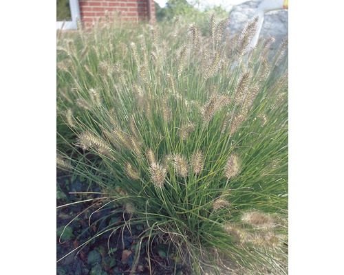 Lampenputzergras FloraSelf Pennisetum alopecuroides 'Hameln' H 5-60 cm Co 3 L