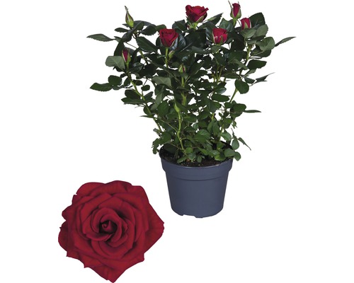 Zimmerrose FloraSelf Rosa Hybride 'Isabel' H 30-40 cm Ø 13 cm Topf