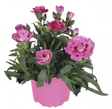Nelke, Gartennelke FloraSelf Dianthus caryophyllus Ø 12 cm Topf