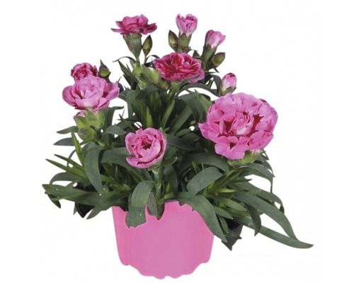Nelke, Gartennelke FloraSelf Dianthus caryophyllus Ø 12 cm Topf