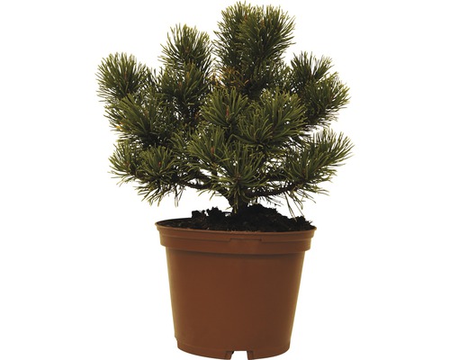Kiefer im Topf