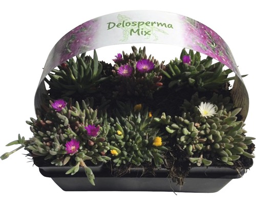 Delosperma Mix im Pflanzgefäß