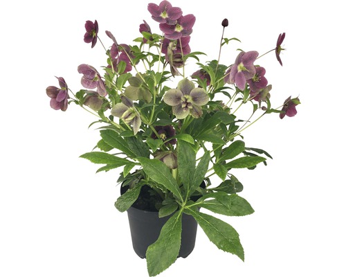 Lenzrose FloraSelf Helleborus orientalis ‘‘VIV Victoria‘ Ø 17 cm Topf