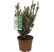 Eibe FloraSelf Taxus baccata 'Westerstede' H 30-40 cm Co 3 L