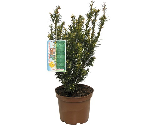 Eibe FloraSelf Taxus baccata 'Westerstede' H 30-40 cm Co 3 L