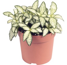 Mosaikpflanze FloraSelf Fittonia verschaffeltii 'Mosaic' H 10-15 cm Ø 7 cm Topf zufällige Sortenauswahl-thumb-0