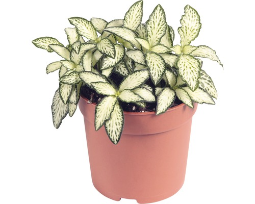 Mosaikpflanze FloraSelf Fittonia verschaffeltii 'Mosaic' H 10-15 cm Ø 7 cm Topf zufällige Sortenauswahl-0