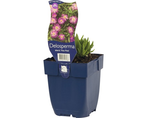 Mittagsblümchen FloraSelf Delosperma aberdeenense 'Hot Pink' H 5-10 cm Co 0,5 L Delosperma Hot Pink im Topf