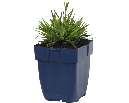 Gras in einem Topf