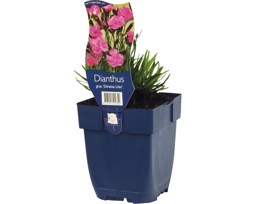 Pfingstnelke FloraSelf Dianthus gratianapolitanus 'Dinetta Lilac' H 5-30 cm Co 0,5 L Nelke ''Dinetta Lilac'' im Topf