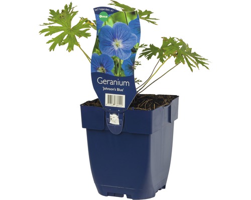 Geranium Johnsons Blue in einem Topf