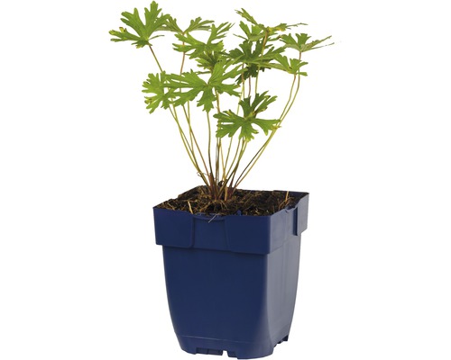 Geranium Pflanze in einem Topf