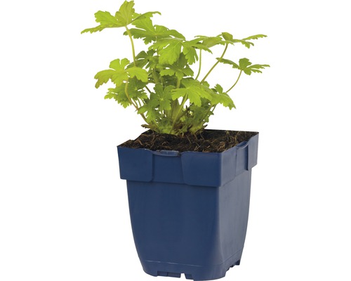 Geranium Pflanze in einem Topf
