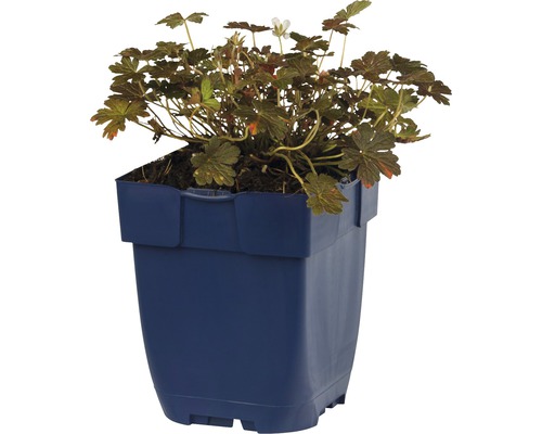 Geranium im Topf