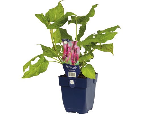 Knöterich Pflanze im Topf