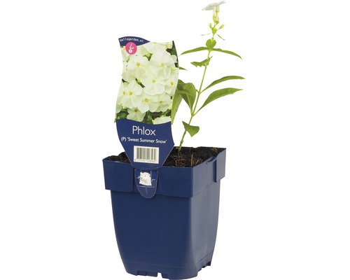 Staudenphlox FloraSelf Phlox paniculata 'Sweet Summer Snow' H 5-20 cm Co 0,5 L Phlox Sweet Summer Snow Pflanze im Topf