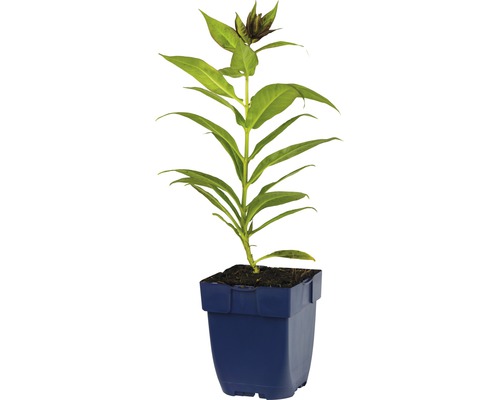 Blaue Topfpflanze mit grünen Blättern und Knospen