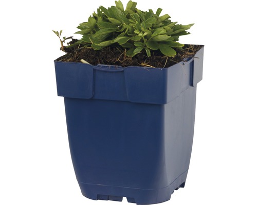 Pflanze in einem Blumentopf aus Kunststoff