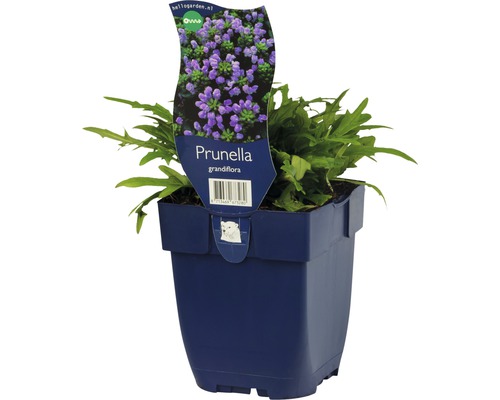 Große Braunelle FloraSelf Prunella grandiflora H 10-20 cm Co 0,5 L