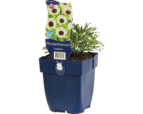 Marokkanische Margerite FloraSelf Rhodanthemum 'Casablanca' H 5-10 cm Co 0,5 L Rhodanthemum Casablanca im Topf