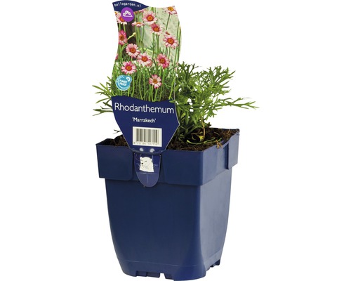 Marokkanische Margerite FloraSelf Rhodanthemum 'Marrakesh' H 5-10 cm Co 0,5 L Rhodanthemen Marrakesch im Topf