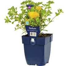 Sedum Staude ''Immergrünchen'' im Topf