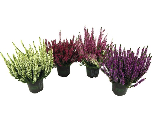 Verschiedenfarbige Heidepflanzen im Topf