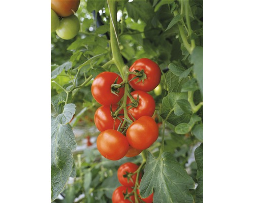 Freiland-Strauchtomate, Salattomate 'Philona' F1 veredelt FloraSelf Ø 12 cm Topf, resistent gegenüber Braunfäule oder Echten Mehltau Tomatenpflanze mit reifen Tomaten