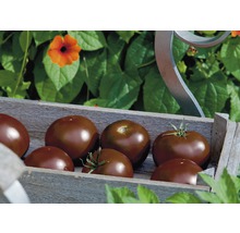 Holzkiste mit dunklen Tomaten im Garten