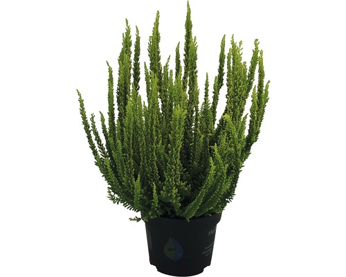 Blattschmuckheide Mix FloraSelf Calluna vulgaris 'Skyline' Ø 13 cm Topf, zufällige Sortenauswahl Besenheide im Topf