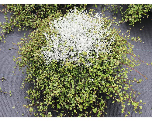 Muehlenbeckia Pflanze mit Leucophyte Busch