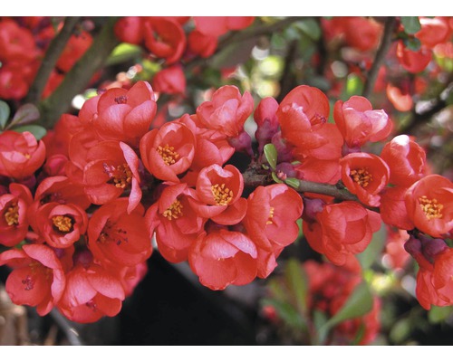 Zierquitte FloraSelf Chaenomeles superba 'Pink Lady' H 50-60 cm Co 5 L 1 Stk. Nahaufnahme von Zierquittenblüten am Zweig