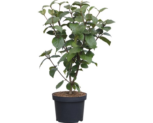 Großblumiger Duftschneeball FloraSelf Viburnum carlcephalum H 40-60 cm Co 5 L Deutscher Blumenhartriegel im Topf