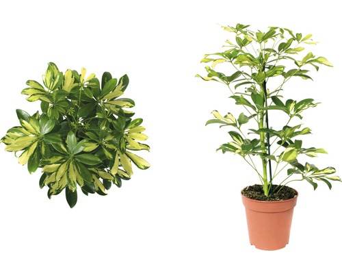 Strahlenaralie FloraSelf Schefflera arboricola 'Gerda' H 45-55 cm Ø 13 cm Topf Schefflera Zimmerpflanze im Topf, Ansichten von oben und seitlich
