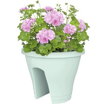 Blumentopf mit rosa Geranien für den Balkon