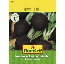 FloraSelf Samen für runden schwarzen Winterrettich