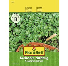 FloraSelf Koriander, einjährige Pflanze