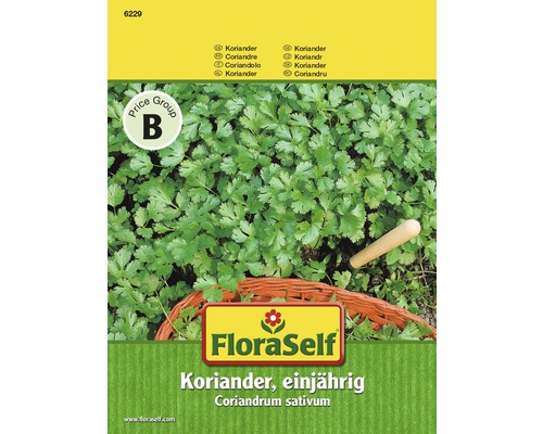 FloraSelf Koriander, einjährige Pflanze