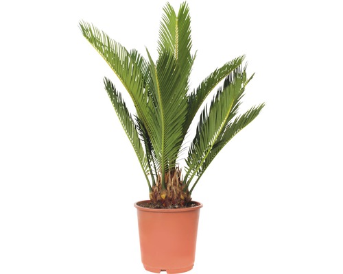 Japanischer Sagopalmfarm FloraSelf Cycas revoluta H 40-50 cm Ø 14 cm Topf