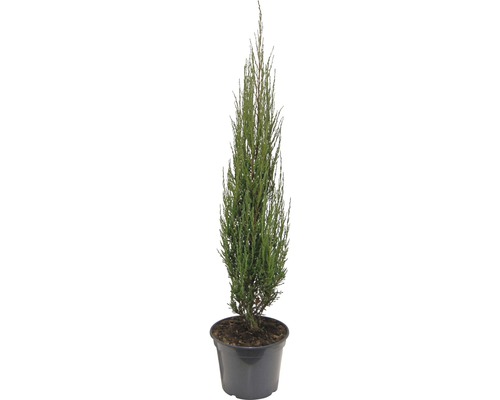 Blauer Säulenwacholder FloraSelf Juniperus scopulorum 'Blue Arrow' H 80-100 cm Co 10 L Säulenzypresse in einem Topf
