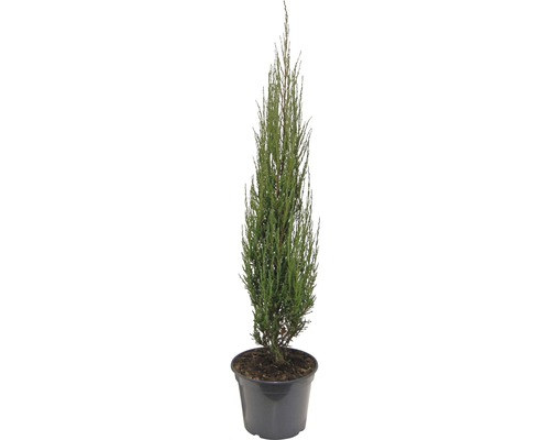 Blauer Säulenwacholder Juniperus scopulorum 'Blue Arrow' H 80-100 cm Co 10 L