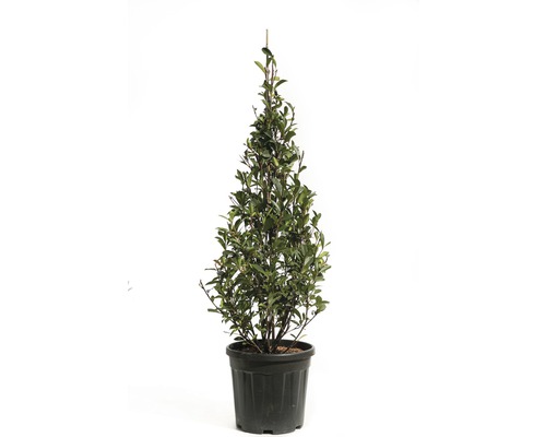 Glanzmispel 'Robusta Compacta' Pyramide FloraSelf Photinia fraseri 'Robusta Compacta' H 100-125 cm Co 20 L-0