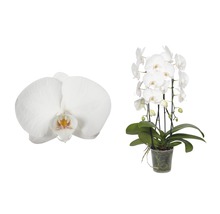 Schmetterlingsorchidee FloraSelf Phalaenopsis Hybride H 55-70 cm Ø 12 cm Topf