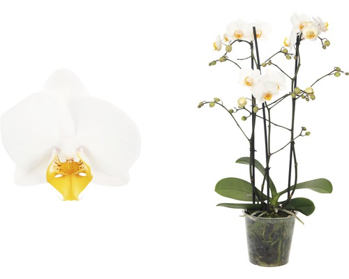 Schmetterlingsorchidee weiß FloraSelf Phalaenopsis Hybride H 45-55 cm Ø 12 cm Topf 3 Rispen