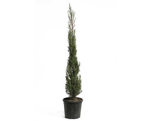 Mittelmeer-Zypresse 'Pyramidalis' FloraSelf Cupressus sempervirens 'Pyramidalis' H 125-150 cm Co 15 L