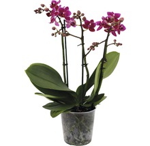 Schmetterlingsorchidee rosa purple FloraSelf Phalaenopsis Hybride H 45-55 cm Ø 12 cm Topf 3 Rispen