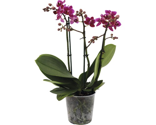 Schmetterlingsorchidee rosa purple FloraSelf Phalaenopsis Hybride H 45-55 cm Ø 12 cm Topf 3 Rispen